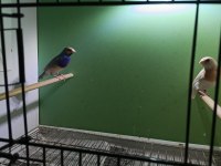 Yavru alınmış takım ispinoz
