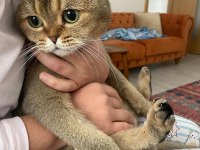 Kedimiz Yeşil için Yuva Arıyoruz