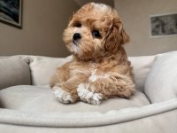 Irk ve sağlık garantili maltipoo