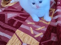 British longhair ve shorthair yavru kediler