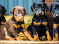 Doberman bebekler