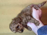 Yavru Toy poodle bebeklerimiz 5 günlük