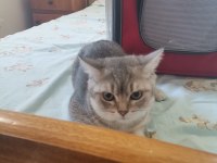 4 aylık kedim scottish fold