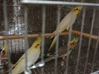 Sarı bebek sultan papağanı yavrular