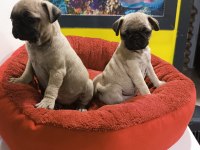 A kalite pug mobs yavrular