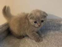 Kahve rengi scottish fold