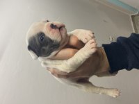 DİŞİ BLUE FLUFFY FRENCH BULLDOG