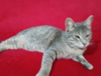 Gri tekir kedi acil yuva arıyor