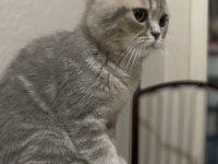 Minik scottish fold kız