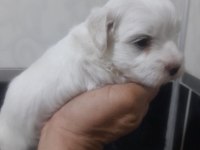 Maltese Terrier Yavru Köpeklerimiz