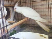 Sultan papağanı albino ve wf