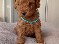 Kore kan red dark ve apricot orjinal poodle yavrular