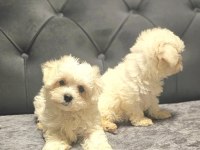 A kalite maltese terrier