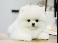 Pomeranian boo yavrularımız