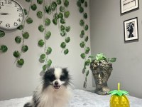 Orta Düzey Kusursuz İthal 2 Yaşında Dişi Pomeranian