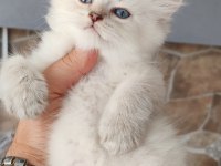 Silver british shorthair