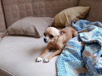 A kalite chihuahua