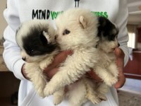 Pomeranian dişi ve erkek yavru