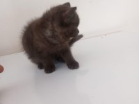 British shorthair nadir renk