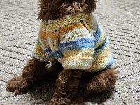 4 Aylık Dişi Oyun Bağımlısı Poodle
