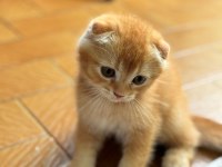 Golden Scottish Fold Bebek