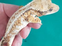 SÜPER GENETİKTE CRESTED GECKOLAR