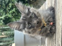 İki buçuk aylık maine coon yavruları