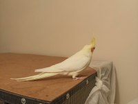1.5 Yaşında Tecrübeli Lutino Dişi Sultan Papağanı