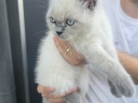 BRİTİSH SHORTHAİR BLUE POİNT KEDİMİZ