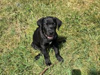 Siyah Cane Corso Erkek 3 Aylık
