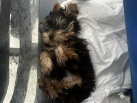 Teacup Yorkshire Terrier Dişi