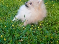 antalya içi sahiplendirme pomeranian boo