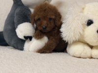 Mini toy poodle kore kan