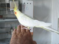 Ele alıştırmalık 45 günlük sultan papağanı