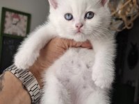 British shorthair bebekler 45 günlük