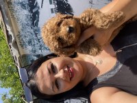 Ufacık toy poodle yavrularım