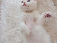 3 aylık british shorthair yavru ömürlük ailesini arıyor