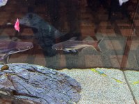 Pengasus köpek balığı 15 20 cm