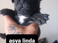 Pug mops bebekler