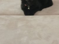 Cins kediden farksiz tekir kedi