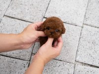 Şecereli Toy Poodle Yavrular Ruhsatlı Üretim Çiftliği