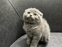 Şımarık british shorthair kızlarım