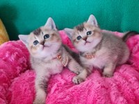 Golden British Shorthair Yavrularımız Hazır