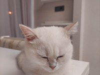 Oyun Delisi British Shorthair Fehmican