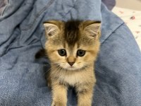 Orjinal british shorthair