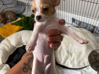 Safkan Chihuahua yavrularımız