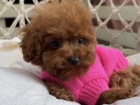 Toypoodle Yavrularımız