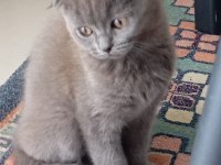 Scottish fold kedisi