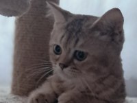 British Shorthair Black Tabby
