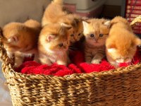 Golden British Shorthair Yavrular